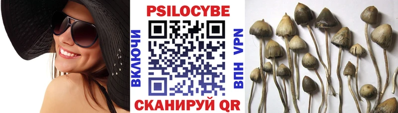блэк спрут ССЫЛКА  где найти   Наволоки  Псилоцибиновые грибы Psilocybe 